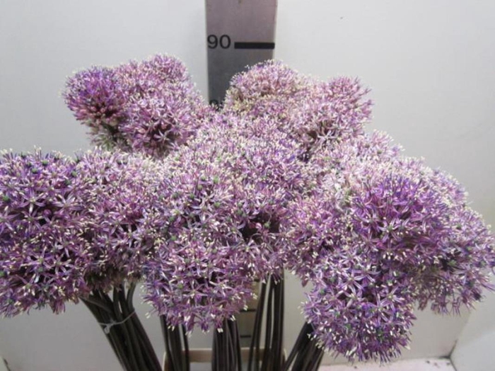 Allium Mount Milka