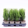 Chamaecyparis Green Pil