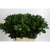 Ruscus Hypophyllum