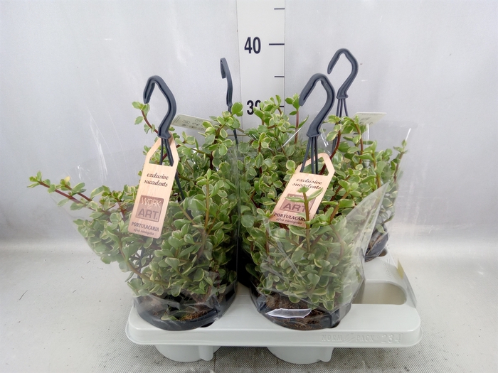 <h4>Portulacaria afra 'Variegata'</h4>