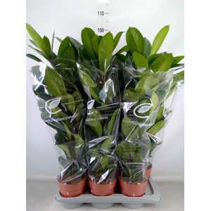 Ficus cyathistipula