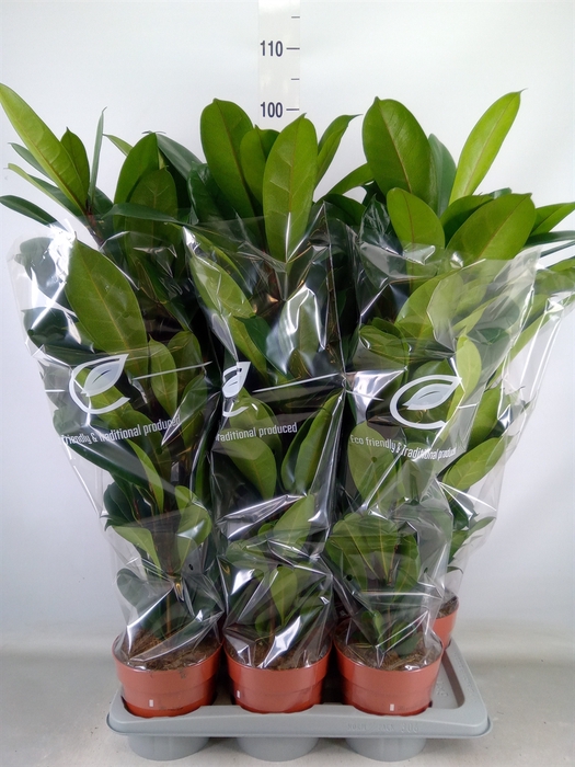 <h4>Ficus cyathistipula</h4>