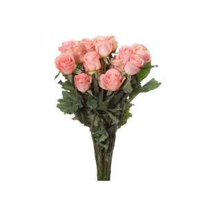 ROSA SOPHIA LOREN 040 CM ESTUFA