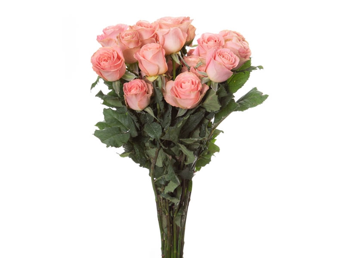 ROSA SOPHIA LOREN 060 CM ESTUFA