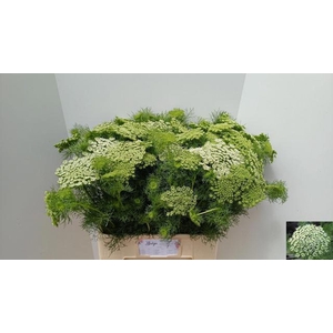 AMMI VISNAGA CASABLANCA AMMI VIS CA