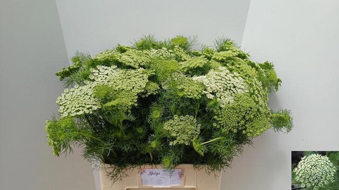 <h4>AMMI VISNAGA CASABLANCA AMMI VIS CA</h4>