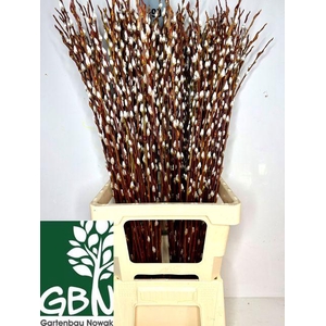 Salix Wilgenkatjes