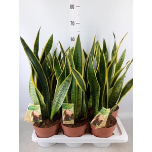 Sansevieria trifa. 'Laurentii'