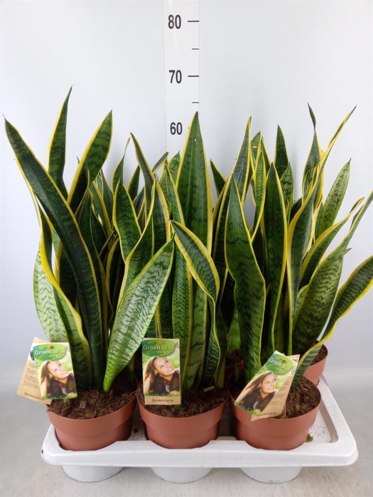 <h4>Sansevieria trifa. 'Laurentii'</h4>
