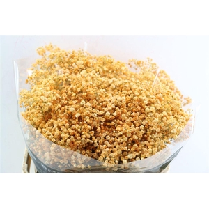 Gyps Grof Apricot (dip)