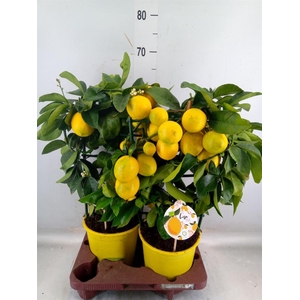 Citrus meyeri 'Meyer'