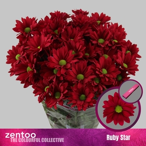 CHR T RUBY STAR