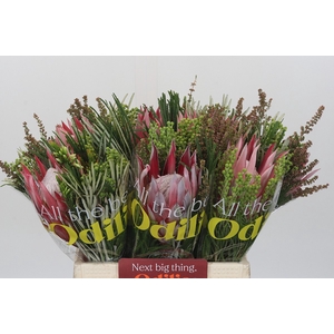 BQ Protea Cynaroides SFB
