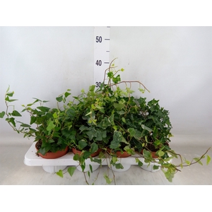 Hedera   ...mix