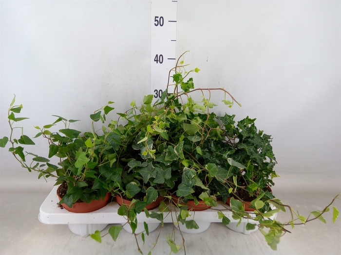 <h4>Hedera   ...mix</h4>