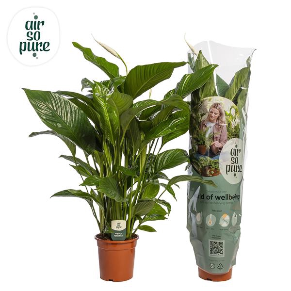 <h4>Spathiphyllum 'Sweet Lauretta' ASP</h4>