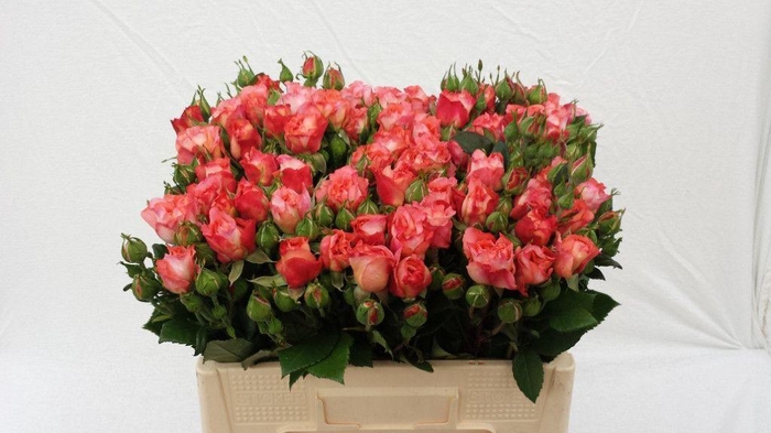 <h4>R TR AUGUSTA LUISE</h4>