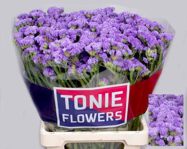 <h4>LIM S MARTIN BLUE</h4>