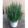 Rosmarinus officinalis overig