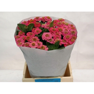 ZINNIA LILL ROSE