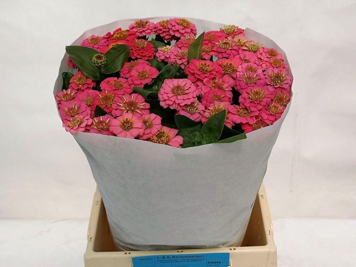 <h4>ZINNIA LILL ROSE</h4>