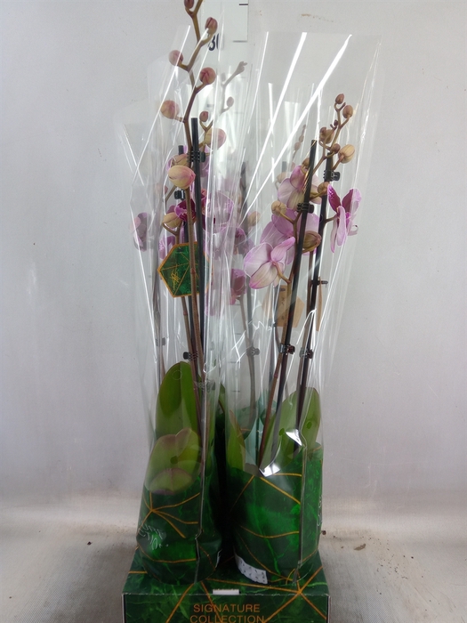 <h4>Phalaenopsis   ...</h4>