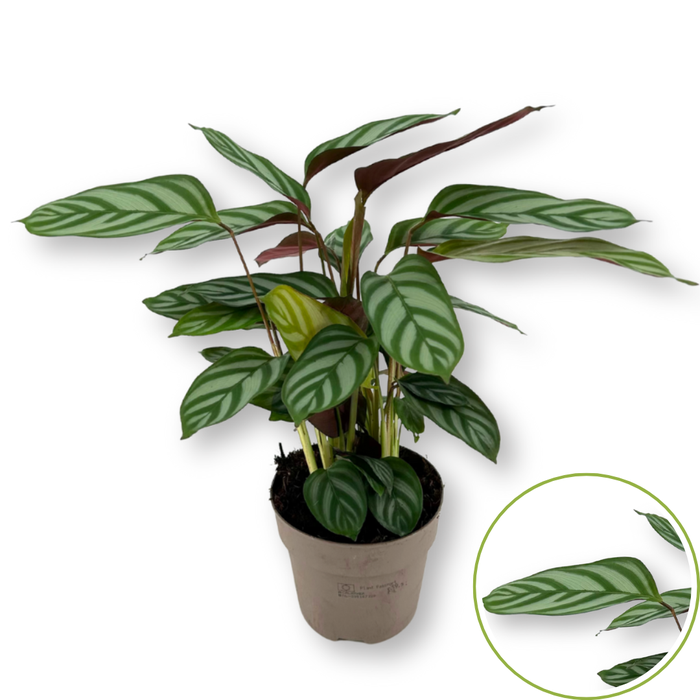 <h4>Ctenanthe 12cm 'exotica'</h4>
