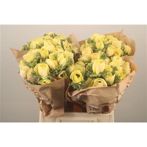 Anemone Powder. Yellow