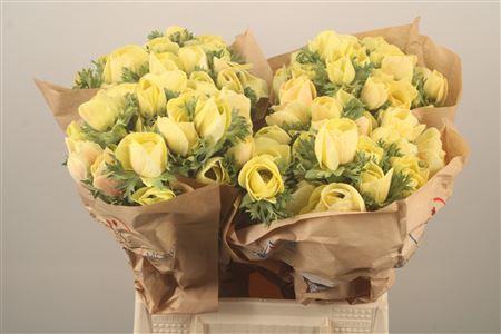 <h4>Anemone Powder. Yellow</h4>