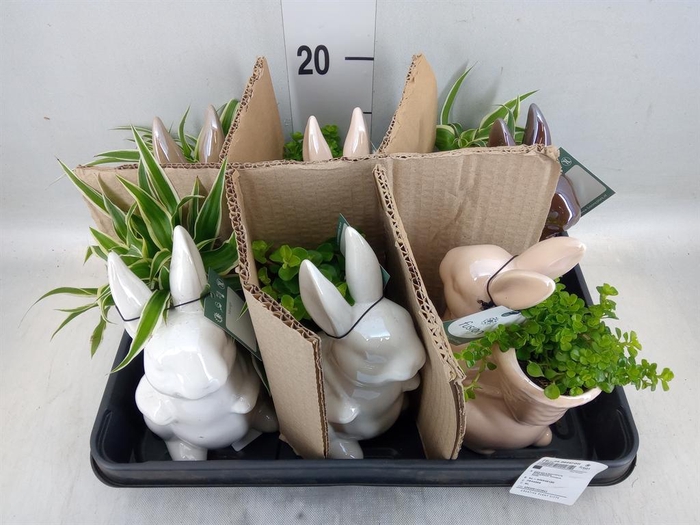 Arr.   Kamerplant Groen H%