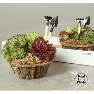 ARR SEMPERVIVUM