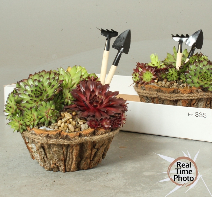 <h4>ARR SEMPERVIVUM</h4>
