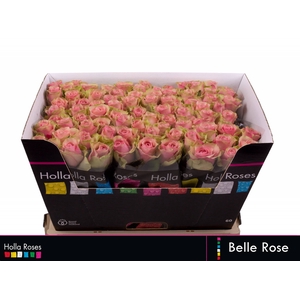 R GR BELLE ROSE