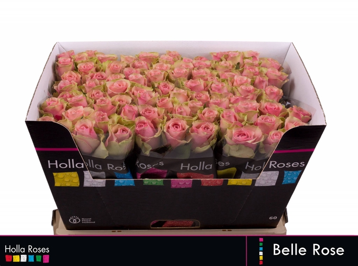 R GR BELLE ROSE