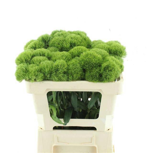 <h4>DI BARB KIWI MELLOW</h4>