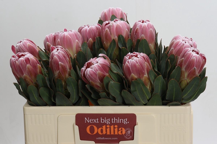 <h4>Protea Carnival</h4>