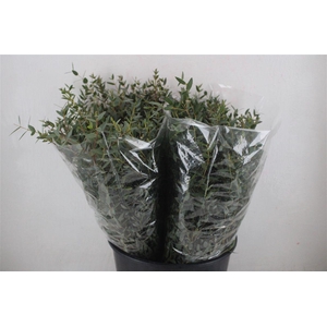 Euca Parvifolia Short 150gr P Bunch