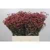 Limonium China Red