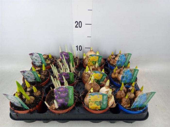 <h4>Bolbloemen   ...mix</h4>