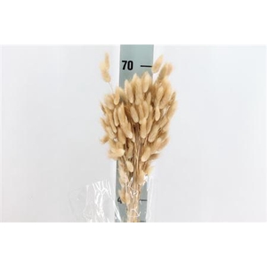 Dried Lagurus Bleached Natuur