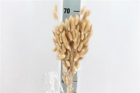 <h4>Dried Lagurus Bleached Natuur</h4>