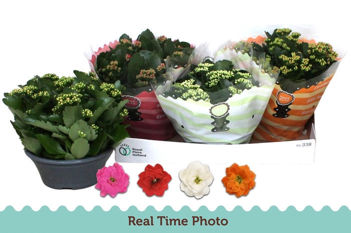 <h4>KAL GE GEM 4 KL</h4>