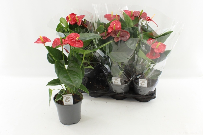 <h4>ANTHU AN TURENZA</h4>