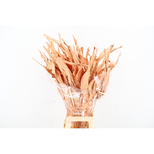 DF Strelitzia Leaf Apricot