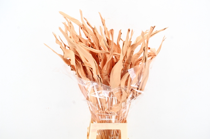 <h4>DF Strelitzia Leaf Apricot</h4>