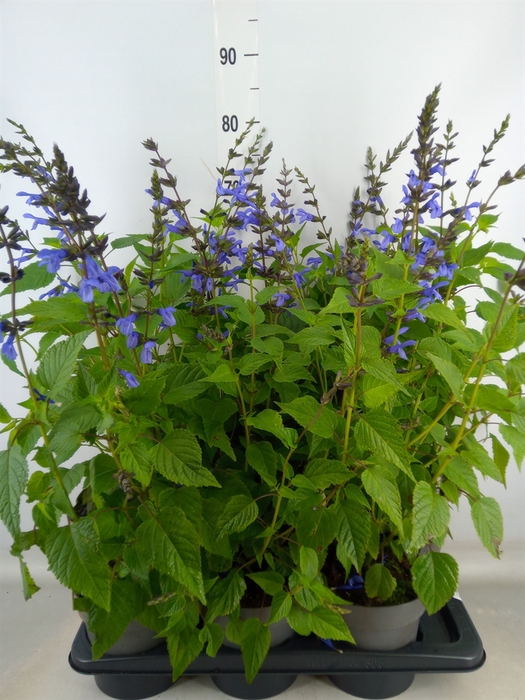 <h4>Salvia  'Salgoon Lake Como'</h4>