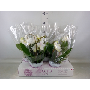 Phalaenopsis   ...white