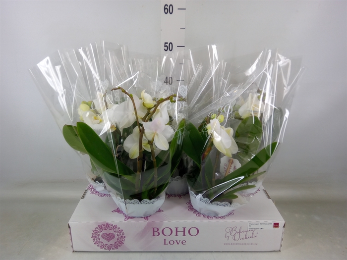 <h4>Phalaenopsis   ...white</h4>