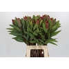 Protea Robijn
