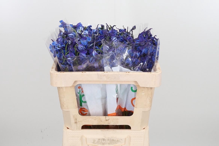 <h4>Delph En Donna</h4>